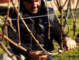 Immagine 2 di NOBILE DI MONTEPULCIANO D.O.C.G