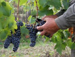 Immagine 3 di NOBILE DI MONTEPULCIANO D.O.C.G