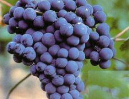 Immagine 3 di CASTELLO FONTERUTOLI  CHIANTI CLASSICO GRAN SELEZIONE D.O.C.G