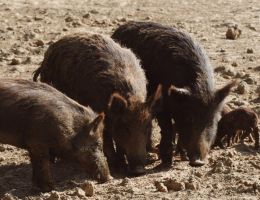 Immagine 5 di PROSCIUTTO CRUDO DI CINGHIALE DI SAN GIMIGNANO LA BUCA DI  MONTAUTO
