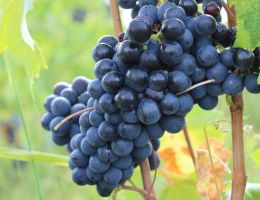 Immagine 2 di MONTECARLO ROSSO D.O.C. ETICHETTA BLU