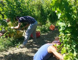 Immagine 2 di I.G.T. ROSSO TOSCANO BIODINAMICO COSIMO MARIA MASINI