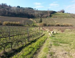 Immagine 4 di I.G.T. ROSSO TOSCANO BIODINAMICO COSIMO MARIA MASINI