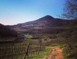 Immagine 3 di COLLI EUGANEI ROSSO D.O.C. COVOLO