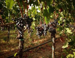 Immagine 5 di COLLI EUGANEI ROSSO D.O.C. COVOLO