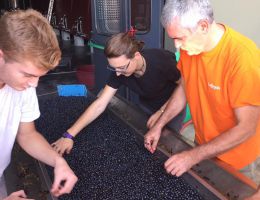 Immagine 2 di MONTESCUDAIO ROSSO D.O.C. LE PRODE