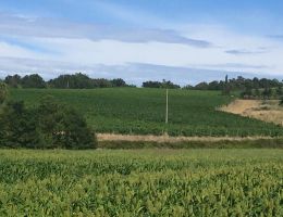 Immagine 4 di MONTESCUDAIO ROSSO D.O.C. LE PRODE