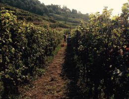 Immagine 3 di I.G.T. TERRE LARIANE ROSSO SERIZ  AGRI LA COSTA