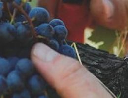 Immagine 4 di I.G.T. TERRE LARIANE ROSSO SERIZ  AGRI LA COSTA