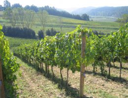 Immagine 2 di VARRAMISTA I.G.T. ROSSO TOSCANA