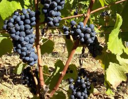 Immagine 5 di VARRAMISTA I.G.T. ROSSO TOSCANA