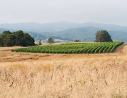 Immagine 3 di LUPICAIA I.G.T. ROSSO TOSCANA