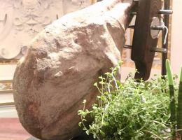 Immagine 4 di PROSCIUTTO CRUDO DI SUINO GRIGIO DEL CASENTINO LE SELVE DI VALLOLMO