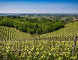 Immagine 3 di C.O.F. PICOLIT D.O.C.G. SELEZIONE AQUILA DEL TORRE