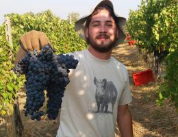 Immagine 4 di O.P. PINOT NERO D.O.C. NOIR TENUTA  MAZZOLINO