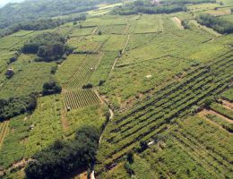 Immagine 2 di ERBALUCE DI CALUSO PASSITO D.O.C.G.