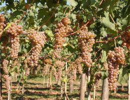 Immagine 3 di ERBALUCE DI CALUSO PASSITO D.O.C.G.