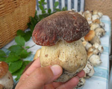 Immagine 1 di Fungo Porcino di Borgotaro I.G.P.