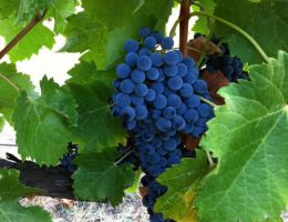 Immagine 3 di PETROLO GALATRONA MERLOT VAL D'ARNO DI SOPRA D.O.C.