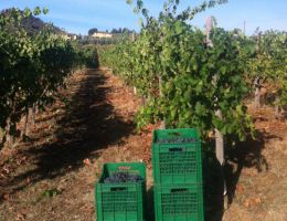 Immagine 4 di PETROLO GALATRONA MERLOT VAL D'ARNO DI SOPRA D.O.C.