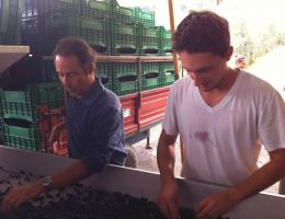 Immagine 5 di PETROLO GALATRONA MERLOT VAL D'ARNO DI SOPRA D.O.C.