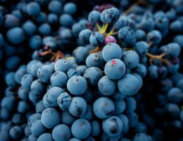 Immagine 2 di LAMBRUSCO DI SORBARA  D.O.C. RIFERMENTATO IN BOTTIGLIA VIGNA DEL PADRE PODERI FIORINI