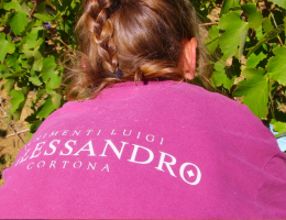 Immagine 2 di TOSCANA SIRAH I.G.T. ROSSO BIO TENIMENTI D'ALESSANDRO