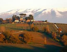 Immagine 4 di SAGRANTINO DI MONTEFALCO PASSITO D.O.C.G.