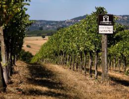 Immagine 5 di SAGRANTINO DI MONTEFALCO PASSITO D.O.C.G.