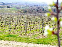 Immagine 2 di TORGIANO ROSSO RISERVA D.O.C.G. RUBESCO VIGNA MONTICCHIO