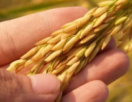 Immagine 2 di RISO CLASSICO CARNAROLI DELLA LOMELLINA  AGRI RISERIA MOTTE