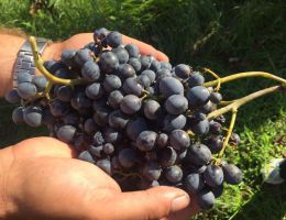 Immagine 2 di MAMERTINO NERO D'AVOLA D.O.C. VASARI VINI