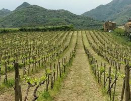 Immagine 3 di MAMERTINO NERO D'AVOLA D.O.C. VASARI VINI