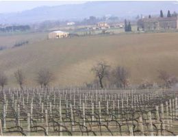 Immagine 5 di ROMAGNA SANGIOVESE SUPERIORE D.O.C. TORRE DI CEPARANO FATTORIA ZERBINA