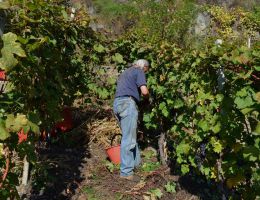 Immagine 3 di VALTELLINA SUPERIORE D.O.C.G. RISERVA Signorie®