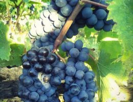 Immagine 4 di CHIANTI CLASSICO GRAN SELEZIONE D.O.C.G.DON TOMMASO