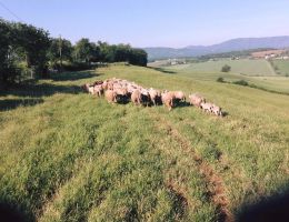 Immagine 3 di PECORINO STAGIONATO A LATTE CRUDO