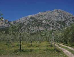 Immagine 4 di OLIO EXTRAVERGINE DI OLIVA BLEND DI QUALITA' SUPERIORE OTTIDORO