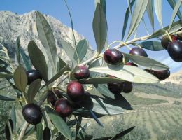 Immagine 5 di OLIO EXTRAVERGINE DI OLIVA BLEND DI QUALITA' SUPERIORE OTTIDORO