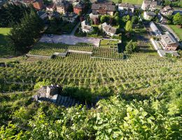Immagine 4 di VALTELLINA SUPERIORE SASSELlA RISERVA D.O.C.G. ROCCE ROSSE  ARPEPE