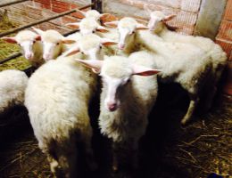 Immagine 2 di MARZOLINO DEL CHIANTI