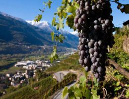 Immagine 4 di VALTELLINA SFORZATO D.O.C.G. CANUA CONTI SERTOLI SALIS