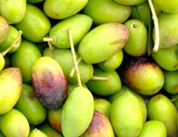 Immagine 1 di OLIO EXTRAVERGINE DI OLIVA D.O.P. COLLINE LUCCHESI