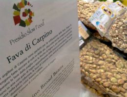 Immagine 2 di FAVA DI CARPINO