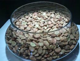 Immagine 3 di FAVA DI CARPINO