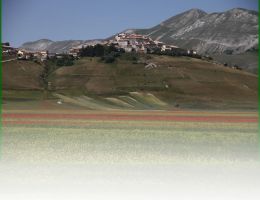 Immagine 3 di LENTICCHIA DI CASTELLUCCIO I.G.P.