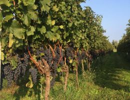 Immagine 3 di RONCHI VARESINI MERLOT I.G.T. PASCALE CASCINA RONCHETTO