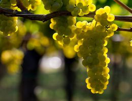 Immagine 2 di ISONZO D.O.C. TOCAI FRIULANO TOC BAS ​​​​​​​RONCO DEL GELSO