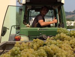 Immagine 3 di ISONZO D.O.C. TOCAI FRIULANO TOC BAS ​​​​​​​RONCO DEL GELSO