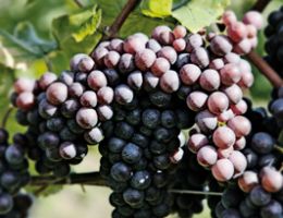 Immagine 4 di PINOT GRIGIO D.O.C. COLLIO TOROS FRANCO VIGNA E VINI
